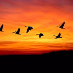 Migrating to Odoo: Key Considerations for a Smooth Transition