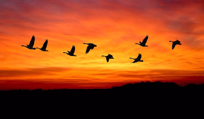 Migrating to Odoo: Key Considerations for a Smooth Transition