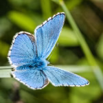Biodiversity at Risk: Protecting Our Planet’s Vital Ecosystems
