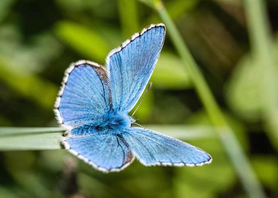 Biodiversity at Risk: Protecting Our Planet’s Vital Ecosystems