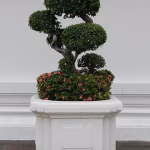 The Bonsai Community: Connecting Through Shared Passions