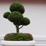 Bonsai Challenges: Common Mistakes and How to Avoid Them