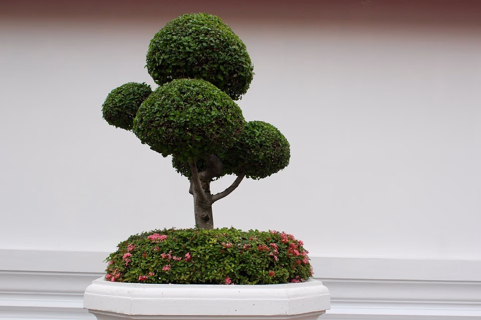 Bonsai Challenges: Common Mistakes and How to Avoid Them Bonsai Challenges: Common Mistakes and How to Avoid Them