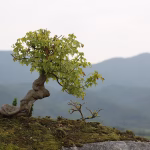Bonsai in the Digital Age: How Technology is Shaping Modern Practices