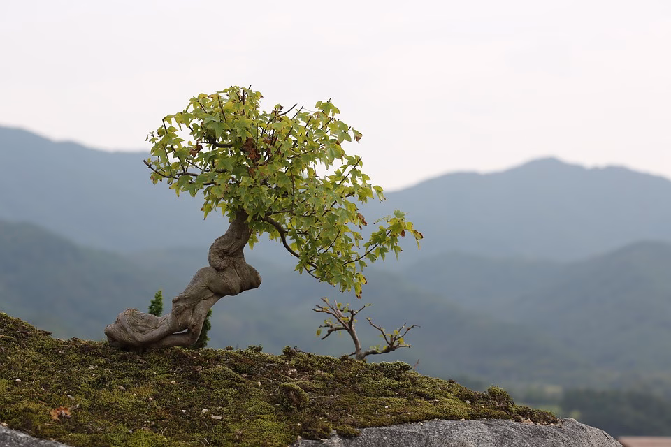 Bonsai in the Digital Age: How Technology is Shaping Modern Practices