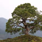 Bonsai and Sustainability: Bridging Tradition with Eco-Conscious Practices