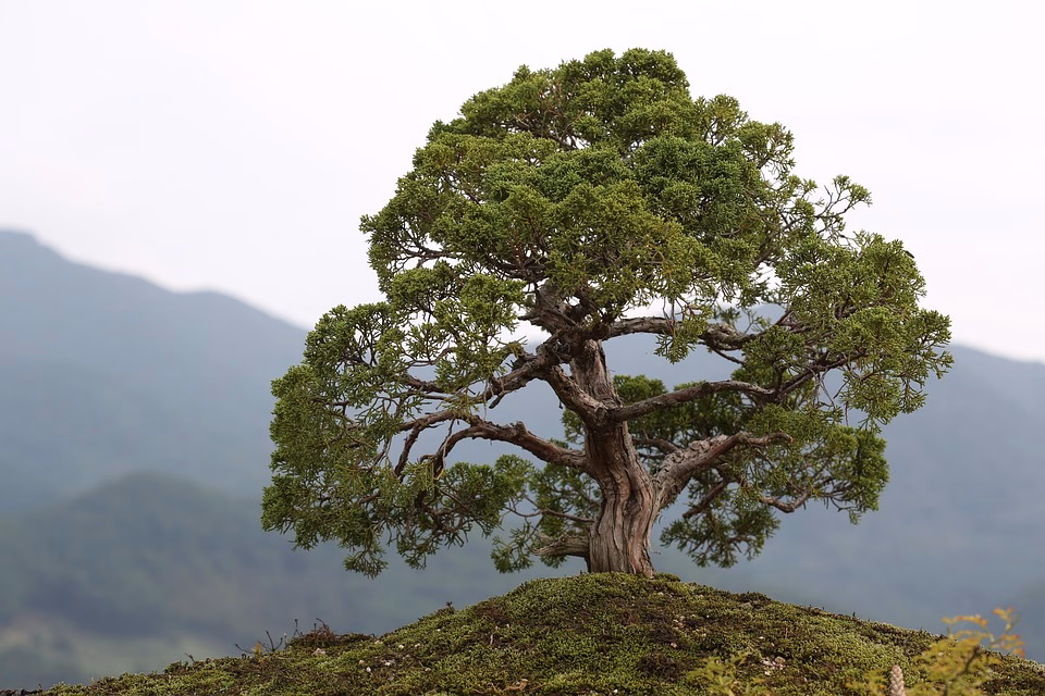 Bonsai and Sustainability: Bridging Tradition with Eco-Conscious Practices Bonsai and Sustainability: Bridging Tradition with Eco-Conscious Practices