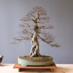Bonsai and Sustainability: Growing Green with Miniature Trees