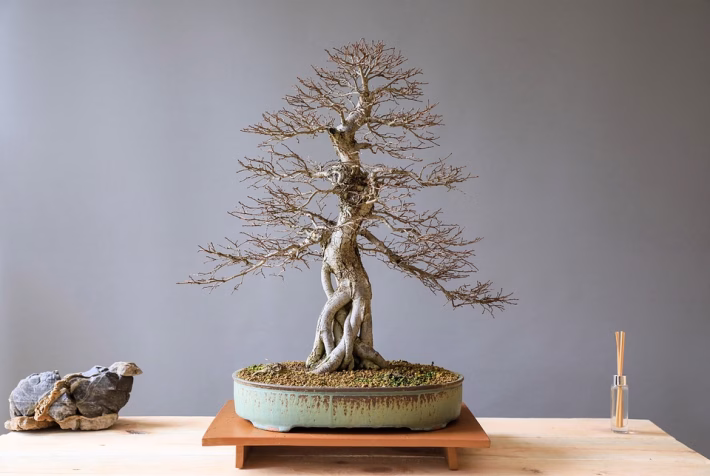 Bonsai and Sustainability: Growing Green with Miniature Trees