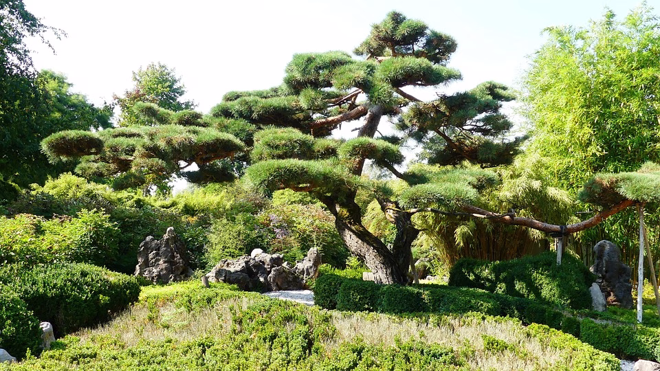 Bonsai as a Spiritual Practice: Nurturing Nature in a Jar Bonsai as a Spiritual Practice: Nurturing Nature in a Jar