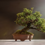 Bonsai Aesthetics: Understanding the Philosophy Behind Miniature Trees