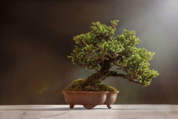 Bonsai Aesthetics: Understanding the Philosophy Behind Miniature Trees