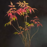 Bonsai Styles Unveiled: From Formal Upright to Windswept Wonders
