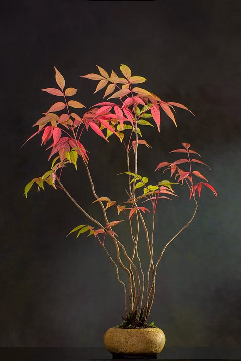 Bonsai Styles Unveiled: From Formal Upright to Windswept Wonders