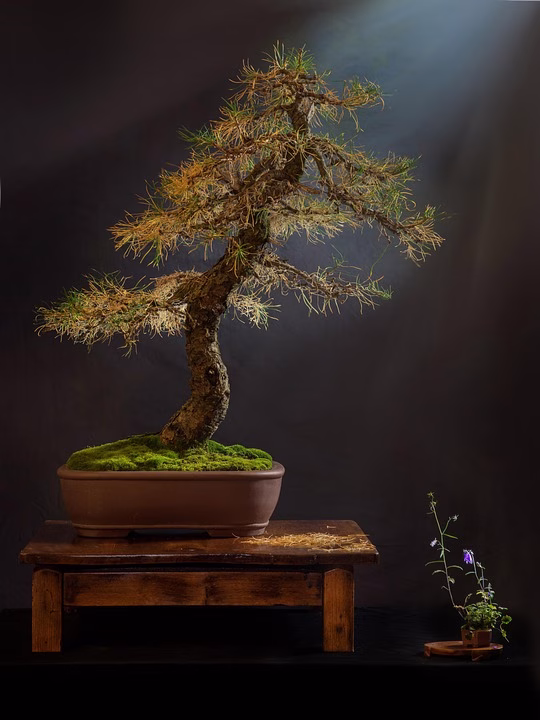 Bonsai Styles Explained: Explore the Aesthetic Diversity
