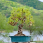 The Best Bonsai Trees for Beginners: Top Picks and Care Tips