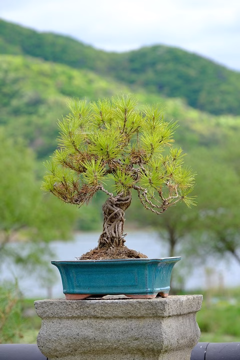 The Best Bonsai Trees for Beginners: Top Picks and Care Tips