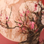 Bonsai for Wellness: The Therapeutic Benefits of Caring for Miniature Trees