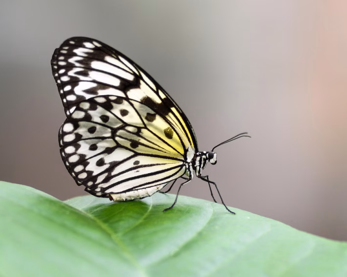 From Idea to Execution: Using Notion for Creative Writing