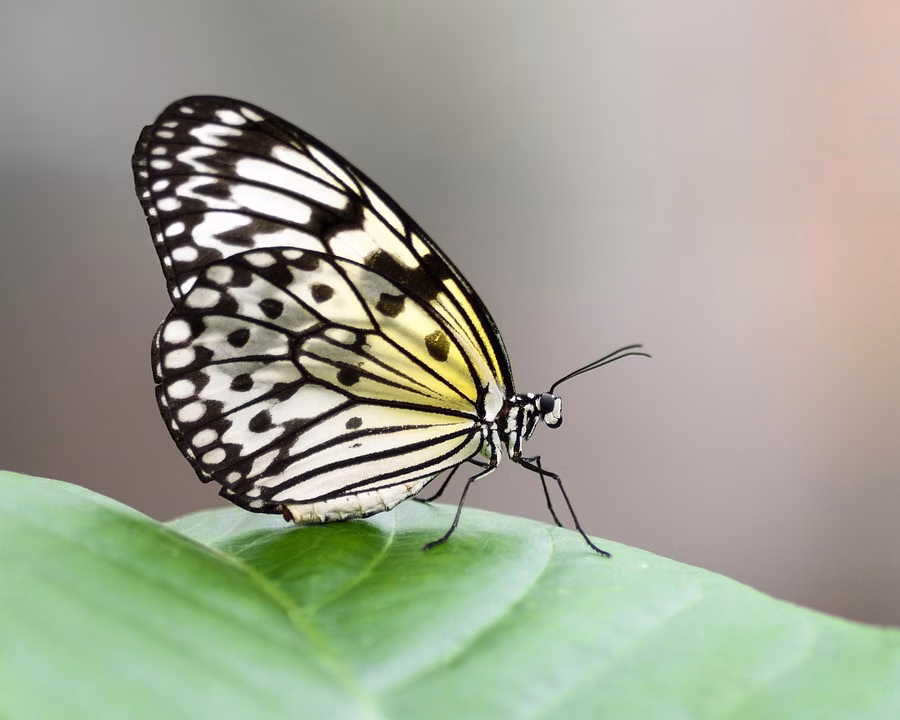 From Idea to Execution: Using Notion for Creative Writing