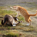 Battle of the Work Management Tools: Is ClickUp Better than Monday.com?