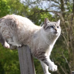Agile Management: Adapting to the Fast-Paced Business Environment