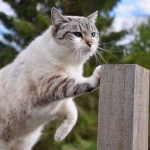 Integrating Agile Practices: Top Software Solutions for a Seamless Transition