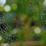 From Chaos to Clarity: Project Management Success Stories with ProofHub