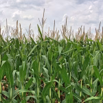 Navigating the Maze: A Guide to Successful Provider Integrations