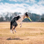 Taking the Leap: Transitioning to Nutshell for Your Business Needs