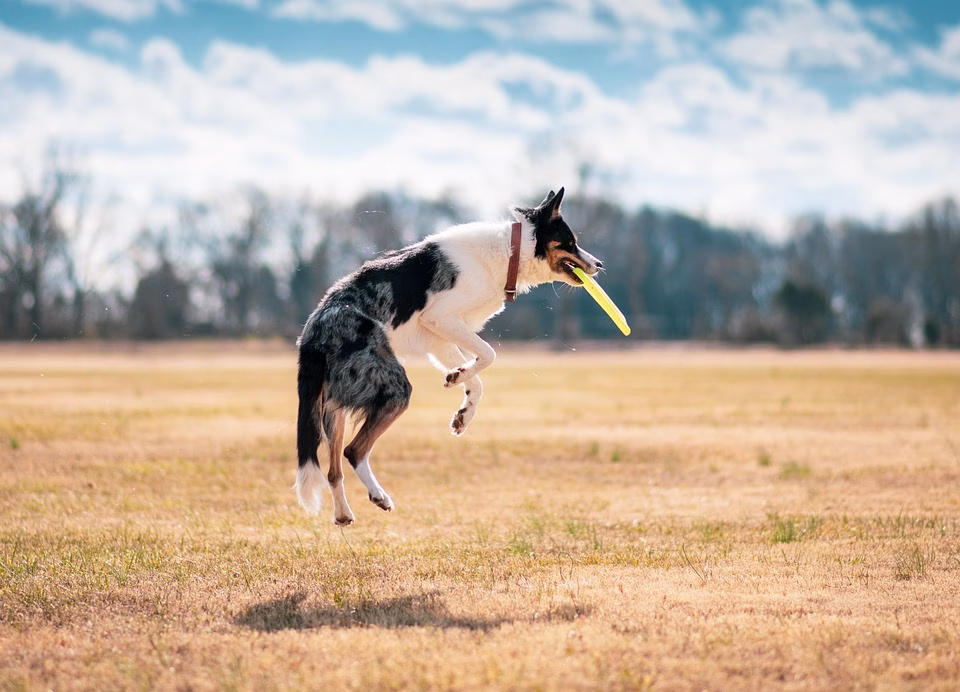 Taking the Leap: Transitioning to Nutshell for Your Business Needs
