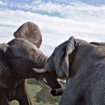 From Conflict to Cooperation: Navigating Challenges in Team Dynamics
