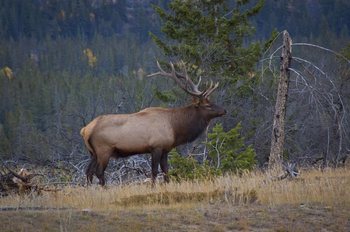 Navigating Jasper: The Good, the Bad, and the Ugly
