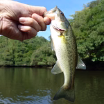 Phishing for Trouble: The Rise of Social Engineering and How to Outsmart It