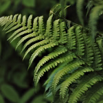 Green SaaS: Sustainability Trends in Cloud Technologies by 2025