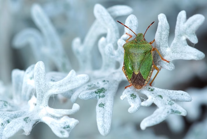 From Bugs to Features: A Comprehensive Review of Recent Software Updates