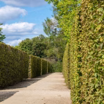 Navigating the Compliance Labyrinth: Essential Strategies for Success
