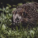 Navigating the World of CRM: Why Capsule is the Right Choice for You