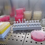 The Biotech Revolution: AI as a Catalyst for Change in the Industry