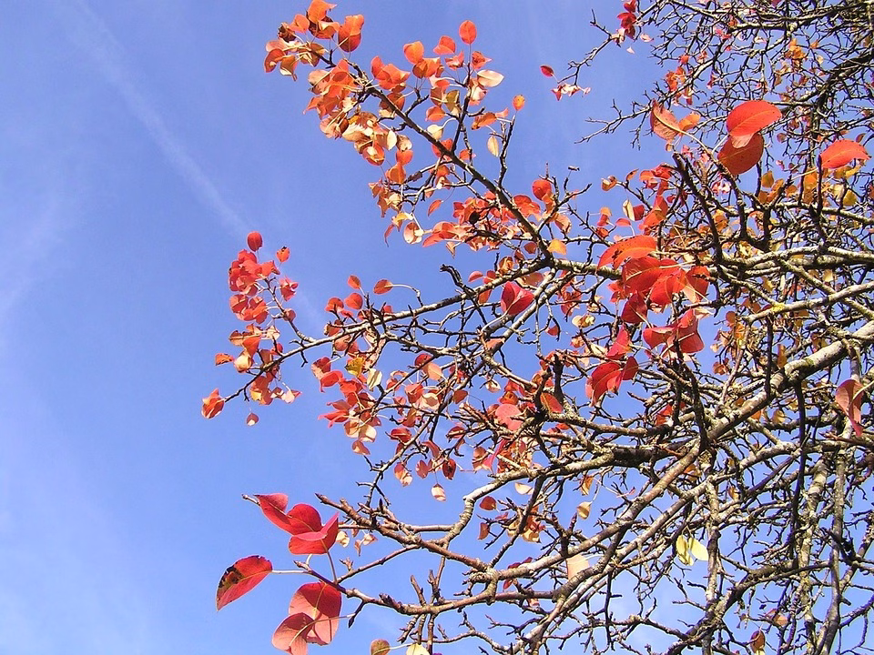 The Latest and Greatest: Top Software Releases for [Season/Year]