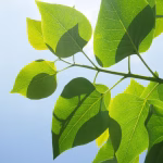 Empowering Communities with Green Innovation: Success Stories Worldwide