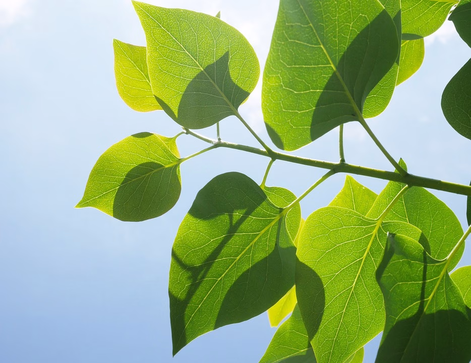 Empowering Communities with Green Innovation: Success Stories Worldwide
