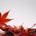 Seasonal Care for Your Bonsai: Adapting to Nature’s Changes