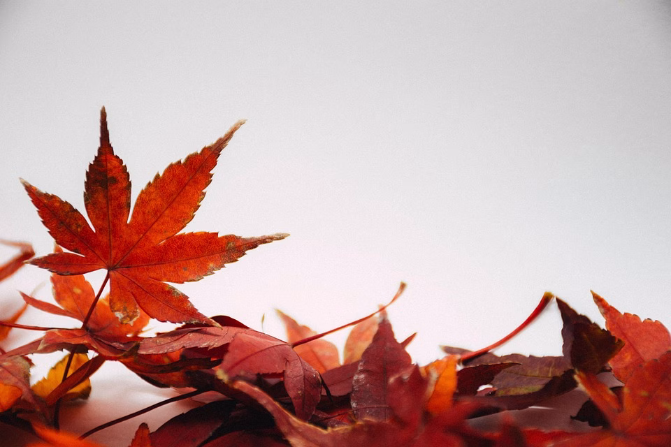 Seasonal Care for Your Bonsai: Adapting to Nature’s Changes Seasonal Care for Your Bonsai: Adapting to Nature’s Changes