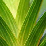 Navigating the Green Frontier: Sustainable Tech Trends to Watch