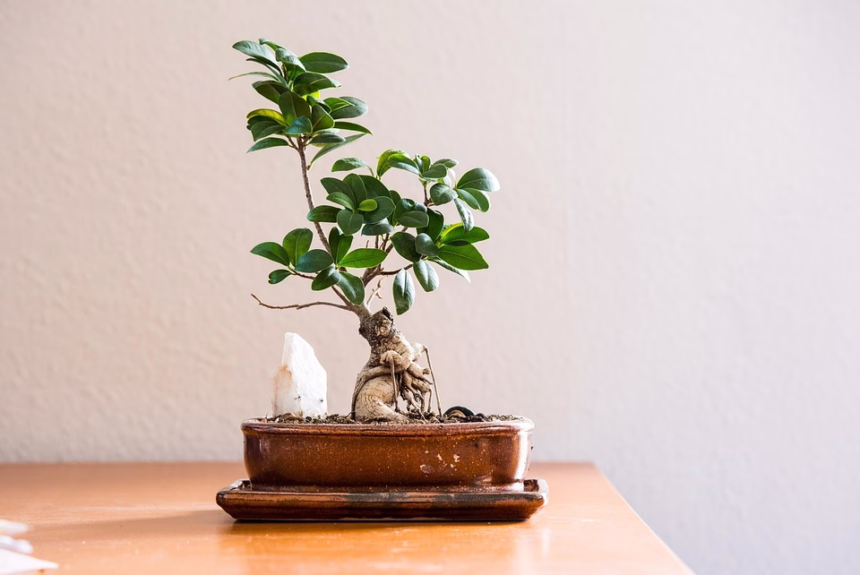Bonsai and Mindfulness: Cultivating Calm Through Gardening