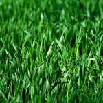 Green Tech Revolution: Innovations Driving a Sustainable Future