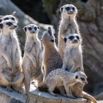 From Alerts to Action: Leveraging SMS in Your CRM for Better Customer Insights