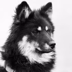 Transforming Images: Step-by-Step Advanced Photoshop Techniques