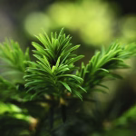 The Evergreen Software Playbook: Solutions for Lasting Productivity